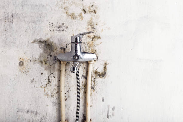 Office Mold Removal Services in Dixon, IL