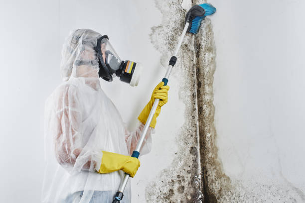 Certified Mold Removal in Dixon, IL