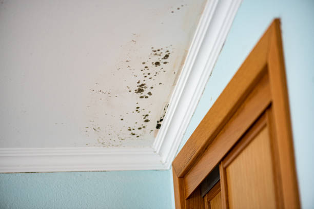 Best Black Mold Removal  in Dixon, IL