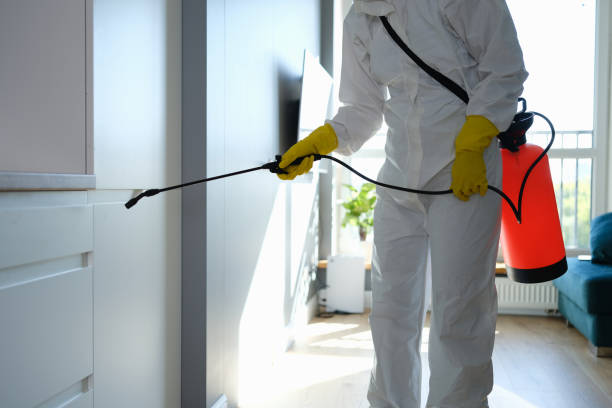 Trusted Dixon, IL Mold Removal Experts