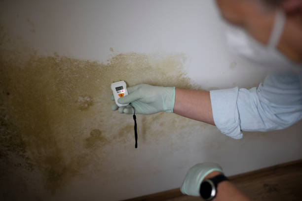 Best Professional Mold Removal  in Dixon, IL