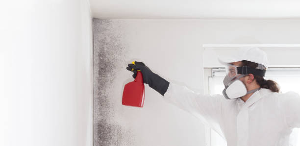 Best Local Mold Removal Service  in Dixon, IL