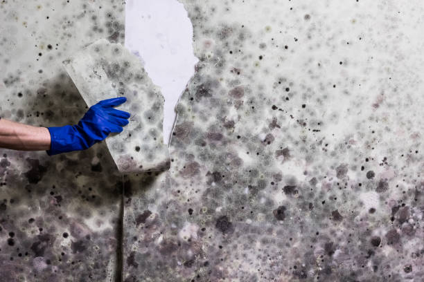 Best Mold Remediation Experts  in Dixon, IL