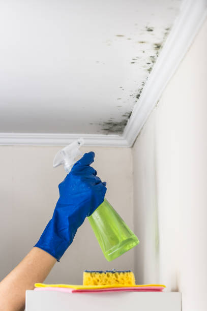 Best Office Mold Removal Services  in Dixon, IL